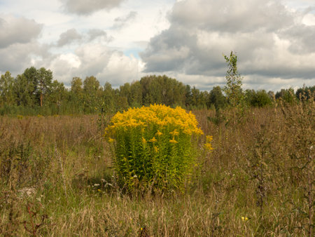 landscape with goldenrod in a meadow in the forestの写真素材