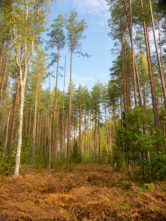 landscape in the forest with tall pine trees in summer