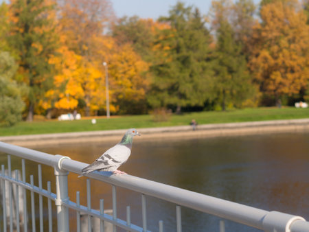 dove on the railing of the bridge in the autumn parkの写真素材