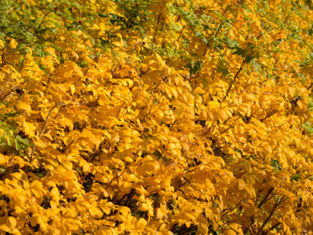 yellow and green rosehip leaves in autumnの写真素材