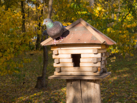 pigeons on a wooden house feeder in the autumn parkの写真素材