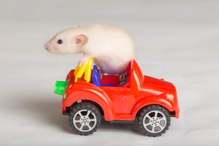 studio portrait of a baby rat with a toy carの写真素材