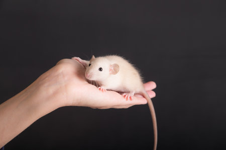 studio portrait of a white baby rat on the palmの写真素材