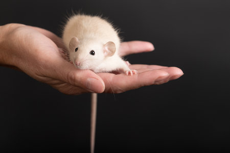 white baby rat on a palm close upの写真素材