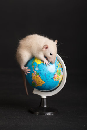 studio portrait of a white baby rat on a globeの写真素材