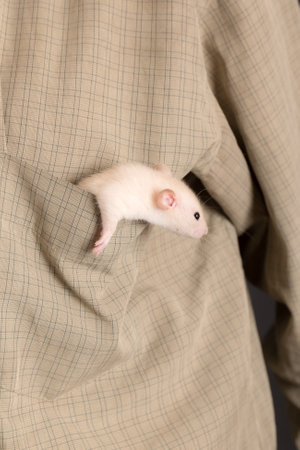 white domestic baby rat in a shirt pocketの写真素材