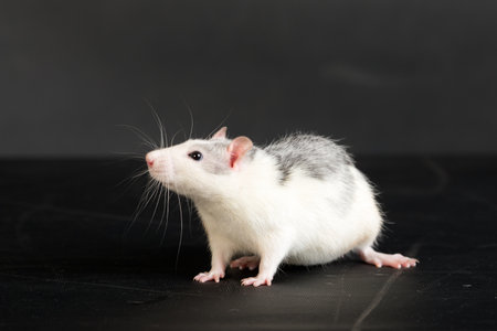 studio portrait of a domestic gray-white rat on a black backgroundの写真素材