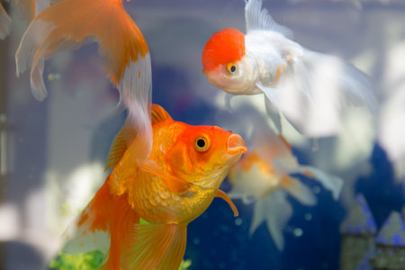 goldfish in the aquarium water close upの写真素材