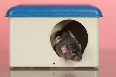 domestic rat in a plastic house close upの写真素材