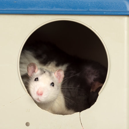 portrait of domestic rat in a plastic house close upの写真素材