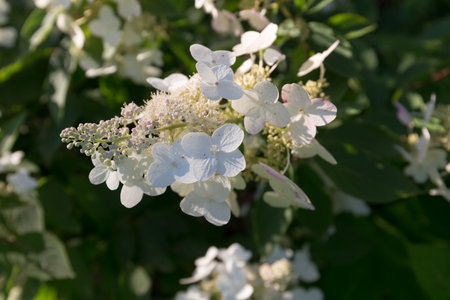 white blooming hydrangea in the garden close up