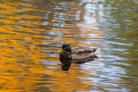 duck portrait in water with autumn reflectionsの写真素材