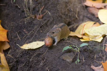 mouse with a nut on the ground with autumn leavesの写真素材