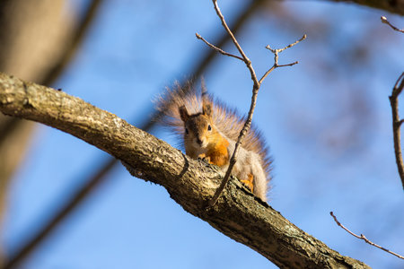 portrait of a squirrel on a tree branch