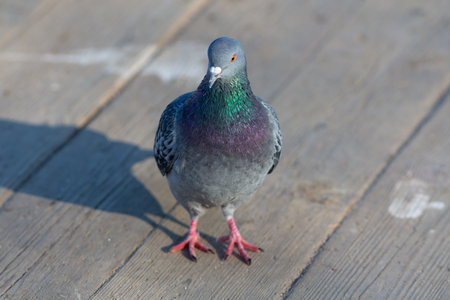 portrait of a gray dove close upの写真素材