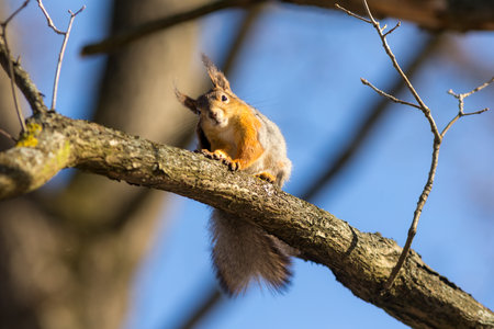 portrait of a squirrel on a tree branchの写真素材