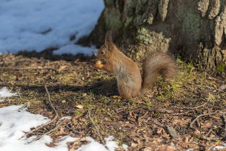 portrait of a squirrel on a sunny day under a tree