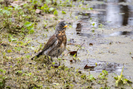 portrait of a wet fieldfare thrush after water proceduresの写真素材