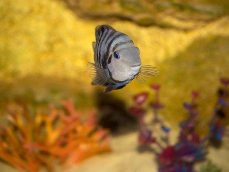 blue fish in the water of the aquarium closeup