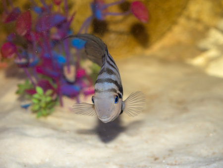 blue fish in aquarium water close upの写真素材