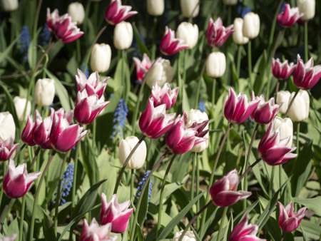 white and purple tulips in the garden in springの写真素材