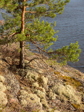 landscape with a pine tree on a rock by the waterの写真素材