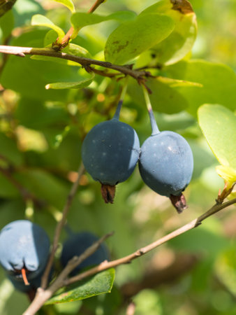 ripe blueberries on the branches of a bush close up