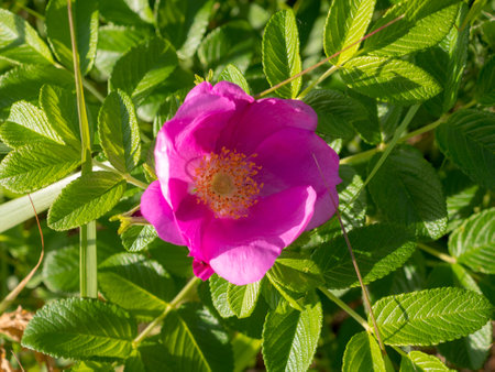 wild rose flower on a summer day close upの写真素材