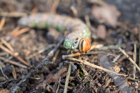 green caterpillar in the forest on the ground close upの写真素材