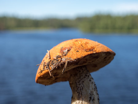 orange-cap boletus closeup on the background of a forest lakeの写真素材