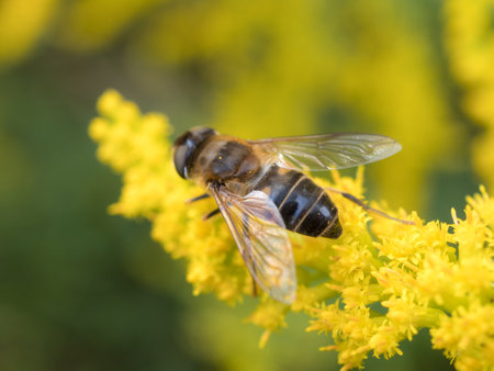 hoverfly on a goldenrod closeup on an autumn dayの写真素材