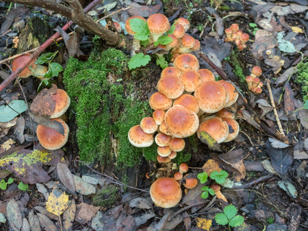 brown mushrooms in the forest
