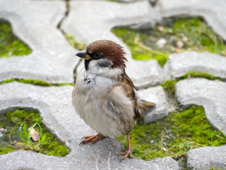 portrait of a sparrow on the sidewalk with green grass close upの写真素材