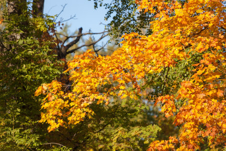 maple branches with bright leaves in autumnの写真素材