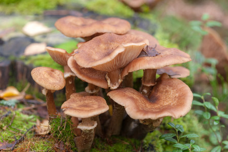 honey mushrooms in the forest close upの写真素材