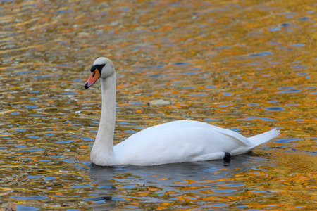 portrait of a swan in the water with autumn reflectionsの写真素材