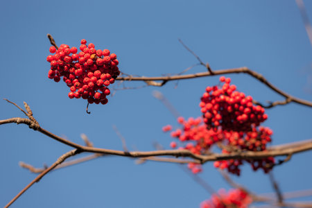ripe rowan berries in autumn against the sky
