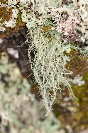 green lichen on a tree close up