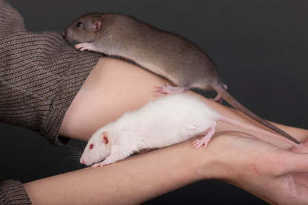 two baby rats in human hands close upの写真素材