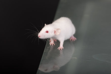 portrait of a baby domestic rat on a glass tableの写真素材