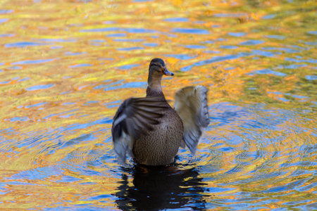 portrait of a duck in the water with wings and autumn reflectionsの写真素材