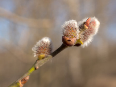 willow branch with buds in spring closeup in the foregroundの写真素材
