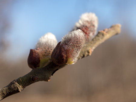 willow branch with buds in spring closeup