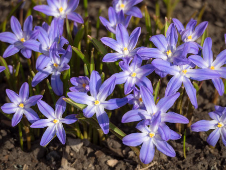 Chionodox flowers in spring closeupの写真素材
