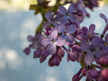 lilac branches in spring closeupの写真素材