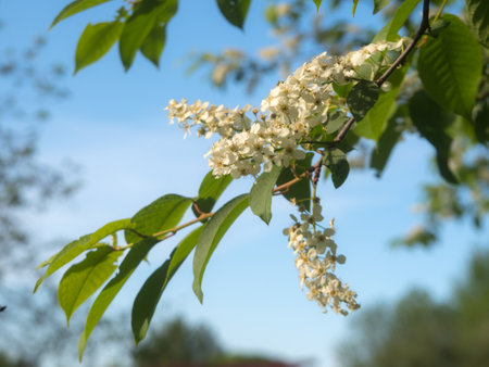 branches of blooming bird cherry in spring against the skyの写真素材