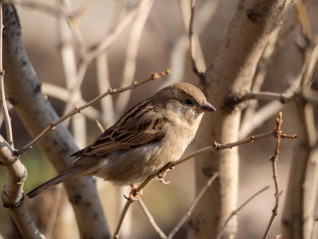 portrait of a sparrow on a bush branch in springの写真素材