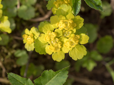 yellow plants in spring closeup (chrysosplenium alternifolium)