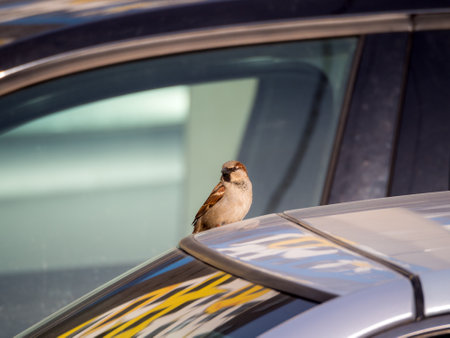 portrait of a sparrow on a carの写真素材