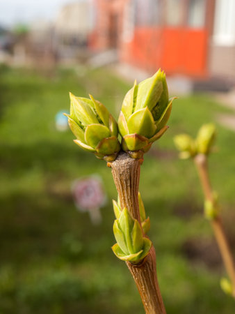 lilac branch with green buds in the foreground closeupの写真素材